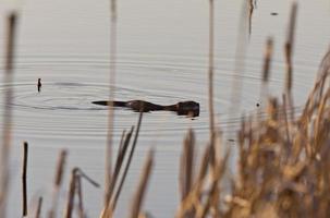 castor al anochecer saskatchewan canadá foto