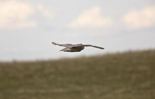 Great Horned Owl in Flight Saskatchewan Canada photo