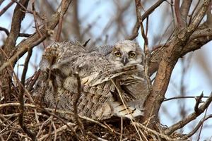 Great Horned Owl adult and and owlet in nest photo