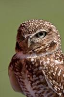 Burrowing Owl looking at you photo