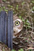 Burrowing Owl peaking out of culvert photo