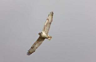 Ferruginous Hawk in flight Saskatchewan Canada photo