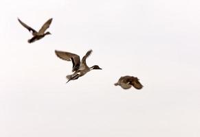 Northern Pintail Duck in Flight Saskatchewan Canada photo