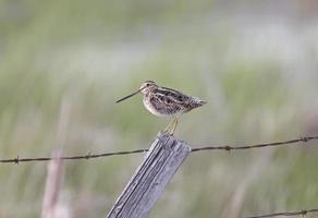 La agachadiza común en post saskatchewan canadá foto