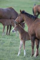 Horse and Colt in Pasture Saskatchewan Canada photo