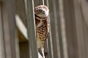 Burrowing Owl perched on fence photo