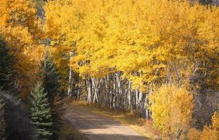 Pine and Aspen trees in fall photo