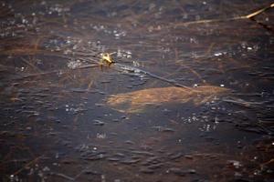 muskrat swimming under thin ice photo