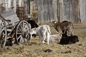 calves near old wagon photo