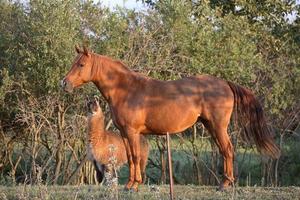 Horse and llama sharing a Saskatchewan pasture photo