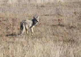 Coyote standing in field photo