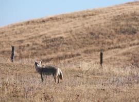 coyote parado en el campo foto