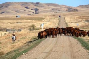 Cattle drive in scenic Saskatchewan photo