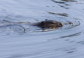 Beaver at Work photo