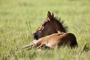 Colt newborn in field photo