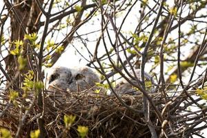 Owlets in nest in Saskatchewan photo