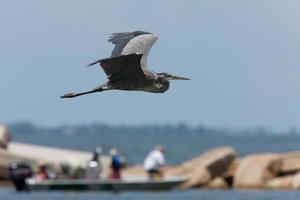 Great Blue Heron in flight along Florida coast photo