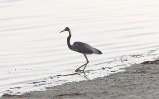 gran garza azul vadeando en aguas de florida foto