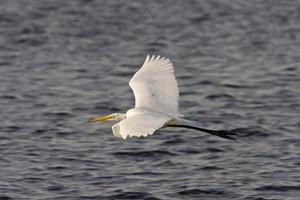 gran garceta blanca volando sobre las aguas de florida foto