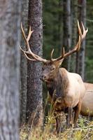 Bull Elk Saskatchewan Canada photo