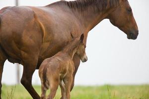 dam with foal photo