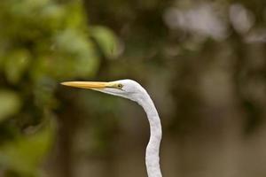 Great Egret in Florida photo