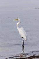 gran garceta blanca vadeando en aguas de florida foto