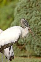 Wood Storks in Florida photo