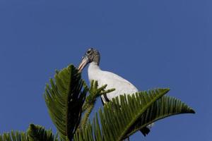 Wood Stork perched in Florida tree photo