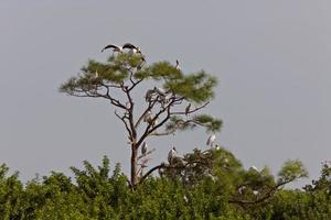 Wood Storks perched in Florida tree photo