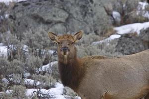 parque de yellowstone wyoming invierno nieve alce foto