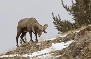 parque de yellowstone wyoming invierno nieve borrego cimarrón foto