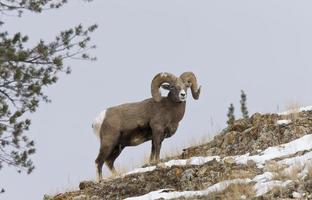 Yellowstone Park Wyoming Winter Snow Big Horn Sheep photo