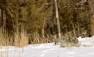 parque de yellowstone wyoming invierno snow coyote foto