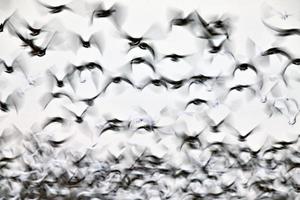 Motion Bluurred Panned  Snow Geese photo