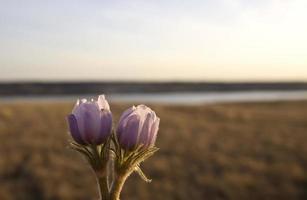 Spring Time Crocus Flower photo