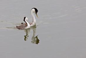 Western Grebe on Lake photo