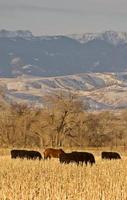 Cattle Grazing at Sunset Wyoming photo