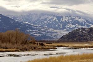 parque de yellowstone wyoming invierno nieve foto