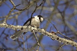 Gray Jay in winter photo