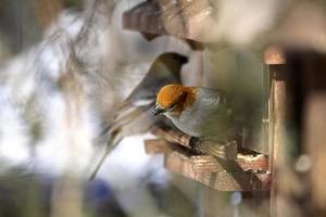 White-winged Crossbill in winter photo