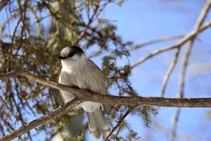 A Gray Jay perched on branch photo