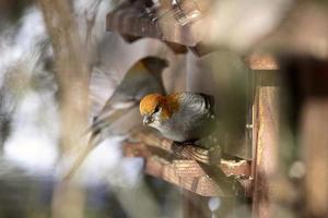 White-winged Crossbill in winter photo