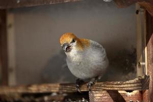 White-winged Crossbill in winter photo