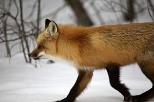 zorro rojo en invierno foto