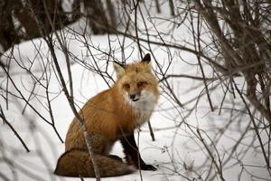 zorro rojo en invierno foto