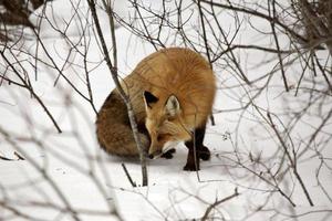 zorro rojo en invierno foto