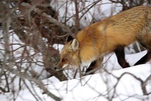 Red Fox in winter photo