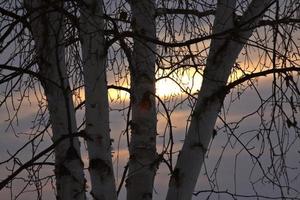 Birch trees in winter photo