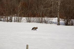 Silver Fox in winter photo